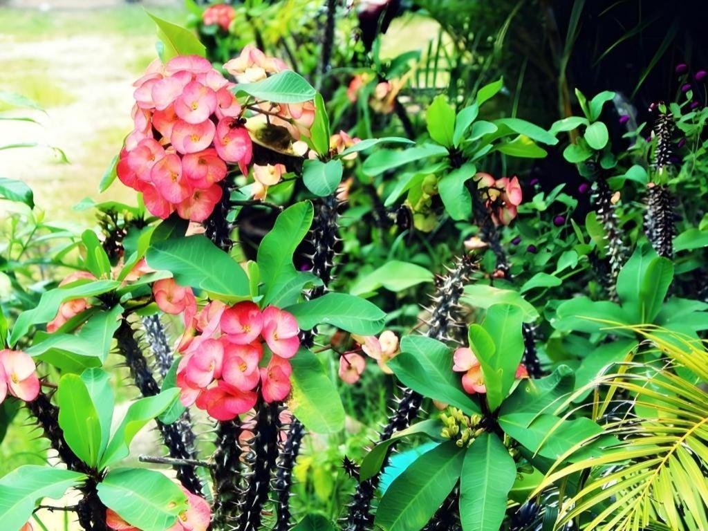 Umphangburiresort Ngoại thất bức ảnh